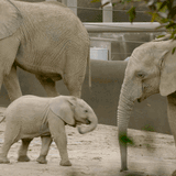 Elephant sparring