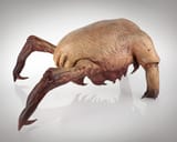 Facehugger