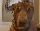 o_o-dog