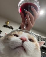 cat_auras-1566874131714433029-20220905_204118-img1