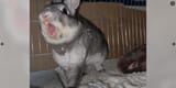 rabbit-screaming-2