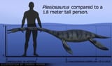 Plesiosaurus