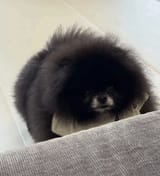 doggo