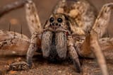 Wolf-Spiders