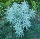 White_Sage_Salvia_apiana_bush_700
