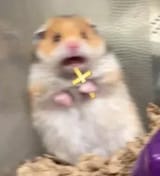 sn