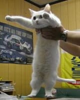 short-cat