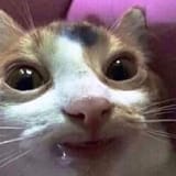 gato