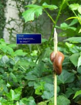 midgarzolom