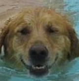 daggy