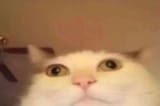 1747883781622459
