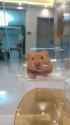 TweetsOfHamster_20250709__1943090919655498176_1_19430908943386910740_thumb.jpg