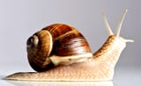 snail