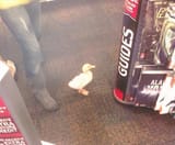 duck in a gamestop