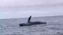 Whale waves at boat_thumb.jpg