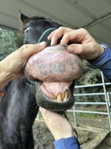 exliptatooigrabbedfromgoogle