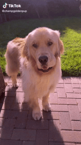 dog-back-dog