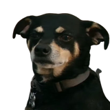 DaveDog