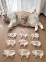cat babies