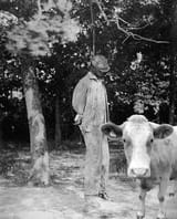racist cow
