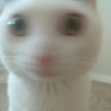 1734777055465819
