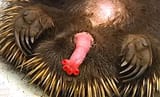 echidna-penis