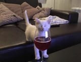 1607629160261