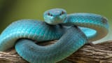sssssss