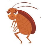 roach