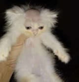 1723367304303432