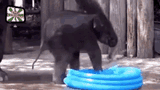 baby-elephant-summer