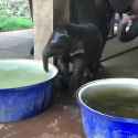 Baby elephant bathtime_thumb.jpg