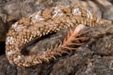 Spider-tailed-horned-viper-Pseudocerastes-urarachnoides