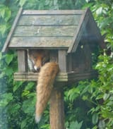 foxbox
