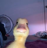 17404