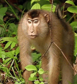 woah monkey