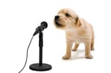 istockphoto-183287723-612x612