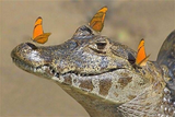crocodile