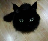 160091-blackcat15