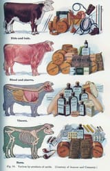 Cattle byproducts