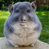 1751838555338