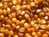 Ab_food_corn_kernel_06