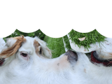 dogge
