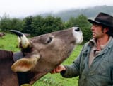 cowhornpic