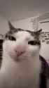 cat look_thumb.jpg
