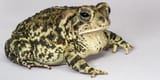 toad