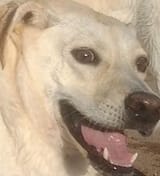 daggy11