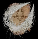 pest thread spears