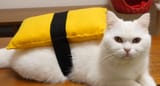 sushi cat