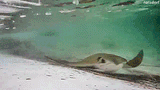stingray
